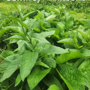 Leaf Bundles