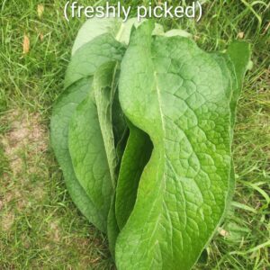 Alternative view of Leaf Bundles